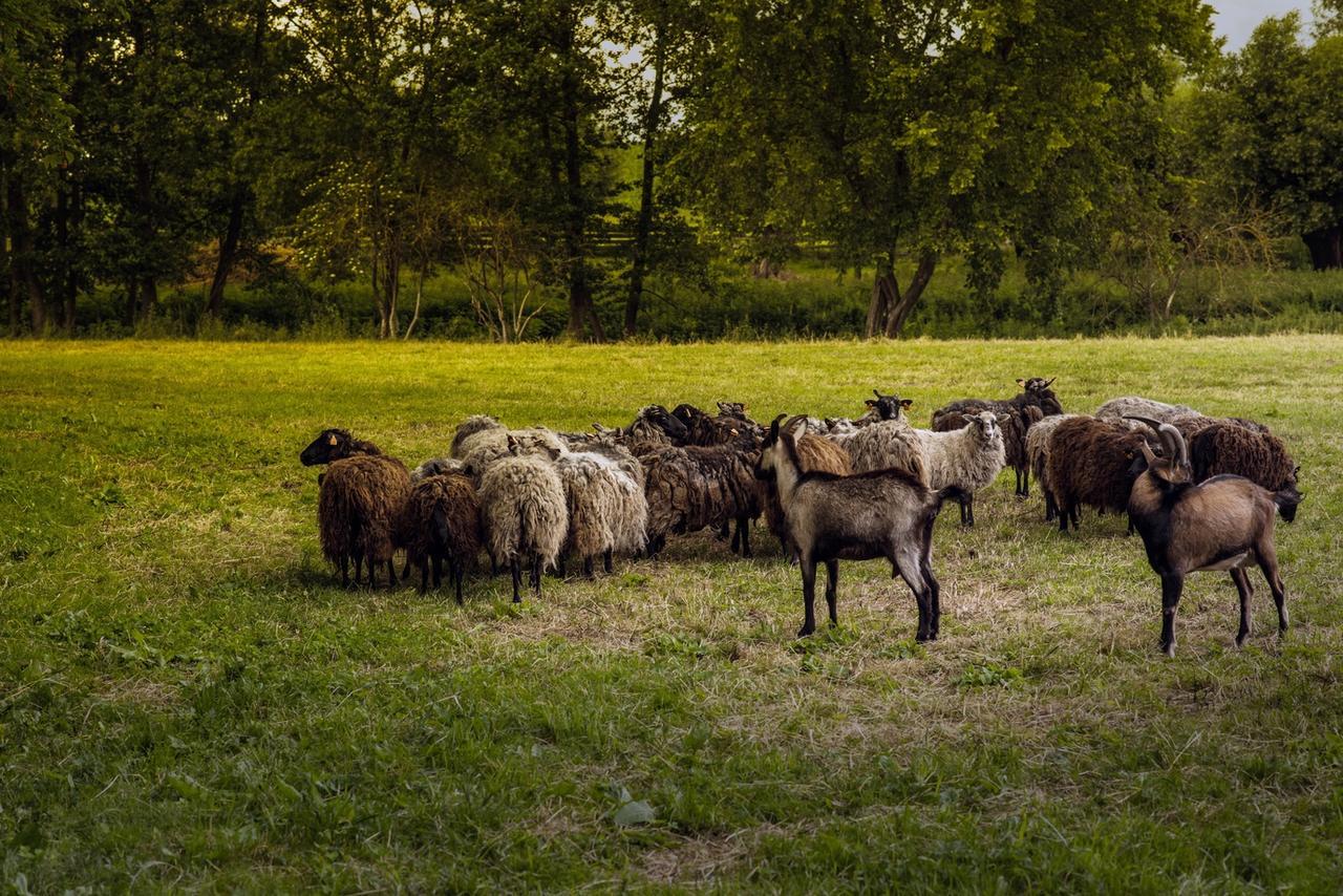 Gospodarstwo Agroturystyczne Dworek Janowicki Kazimierzewo Buitenkant foto